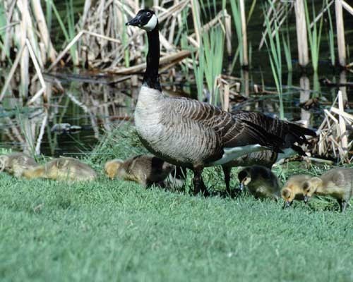 Water Fowl_304.jpg